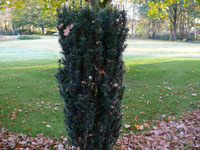 Taxus b. Pirat.jpg_s.jpg